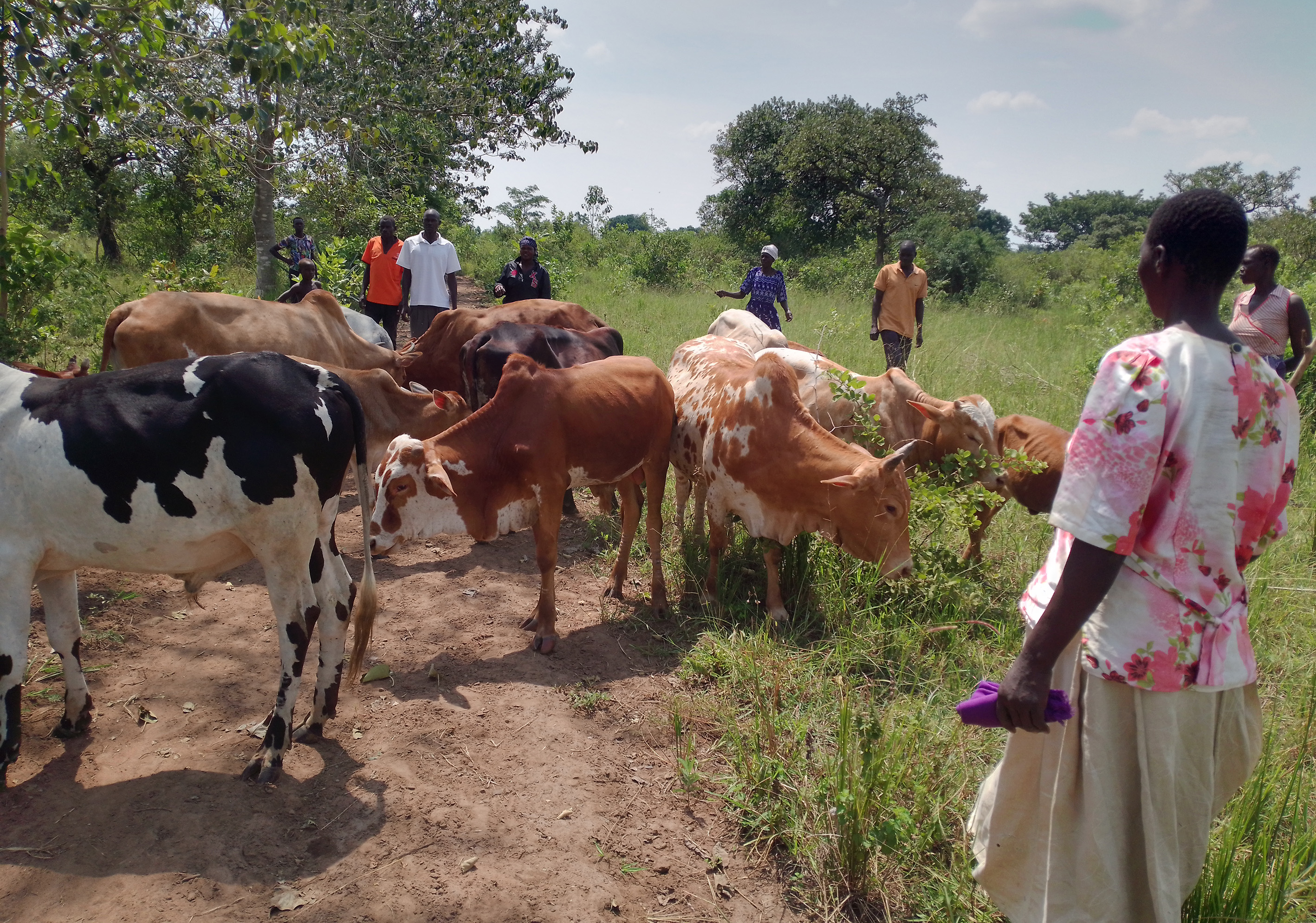 Ageutu Farmers Field saving and credit group with their cattle on Monday