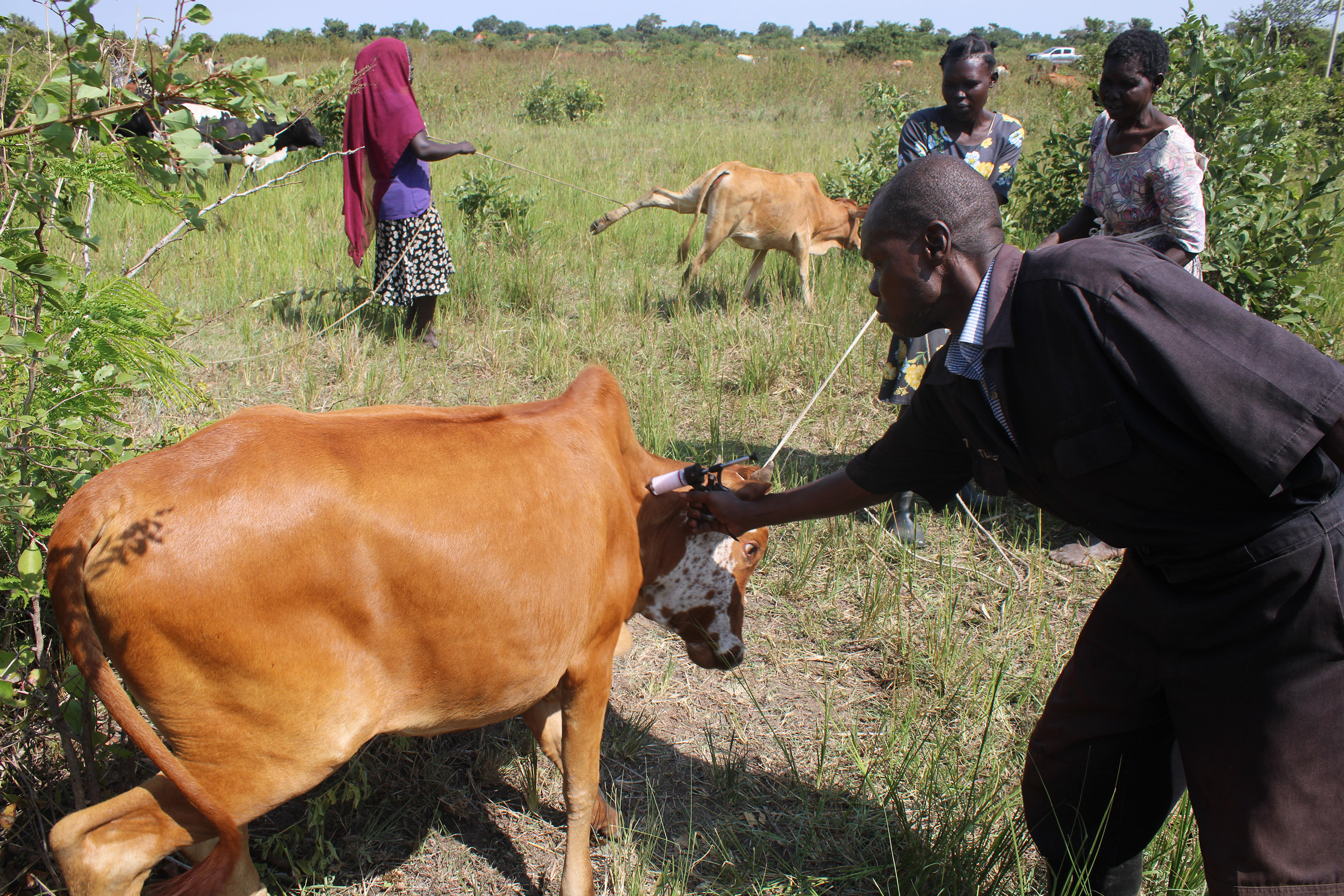 Doctor Omayo Charles vaccinating a cow in Akoromit Sub County recently. Photo by Emmanuel Opio