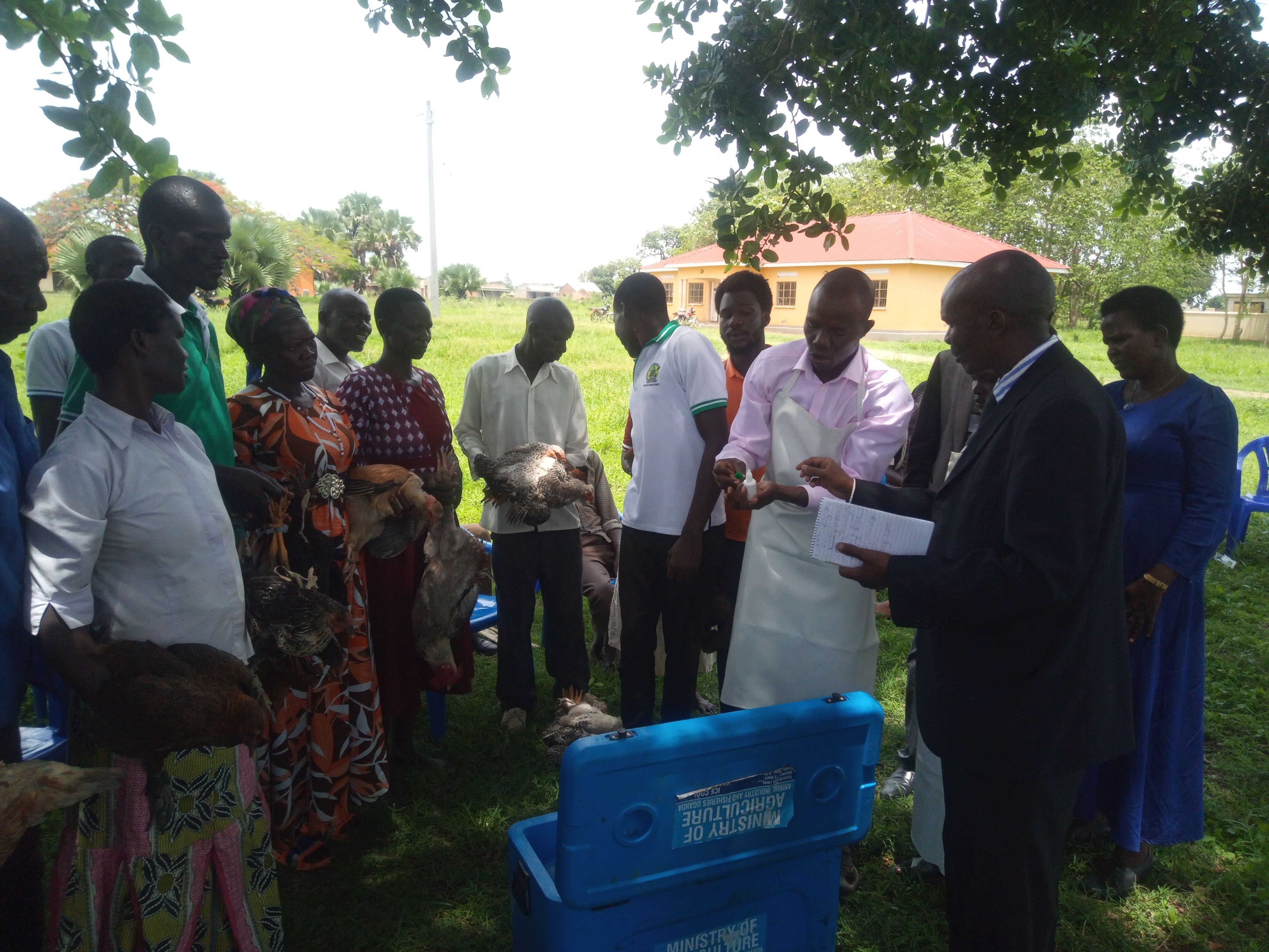 Mr Shaineh Nelson, the deputy Chief Administrative Officer of Kapelebyong launching the paultry vaccination program on Tuesday. Mr Shaineh Nelson, the deputy Chief Administrative Officer of Kapelebyong launching the paultry vaccination program on Tuesday.