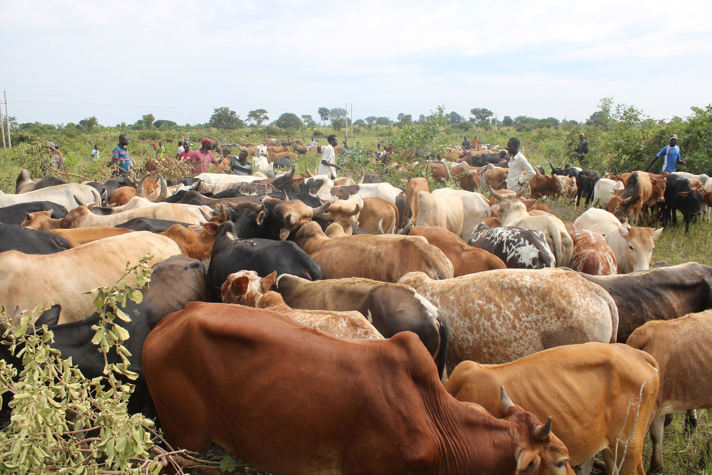 Some of the cattle in the vaccination point 