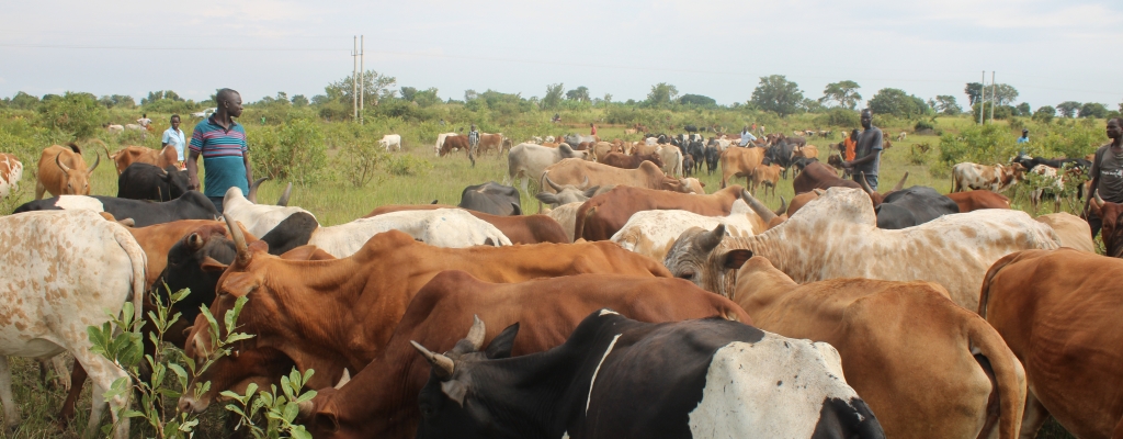 The District production Officer, Mr. John William Ejiet, inspecting the vaccination exercise recently 